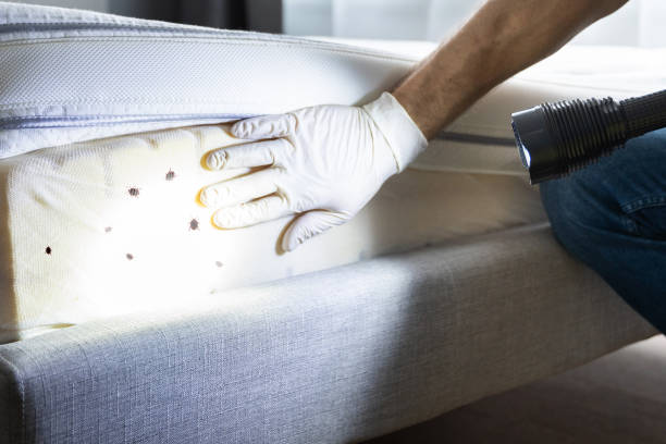 Best Flea Control Services  in Orange, VA