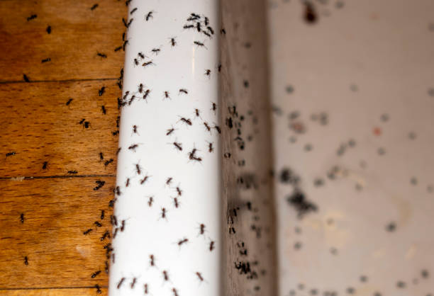 Best Best Pest Control Companies  in Orange, VA