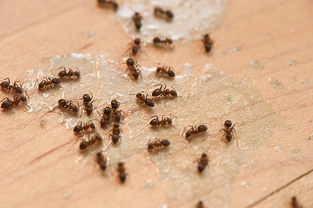 Best Local Pest Control Services  in Orange, VA