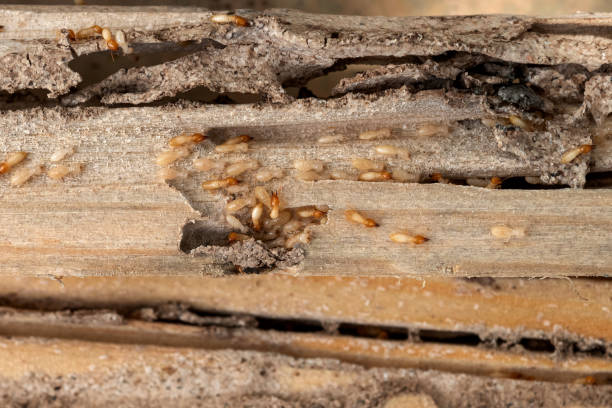 Reliable Orange, VA Pest Control Solutions