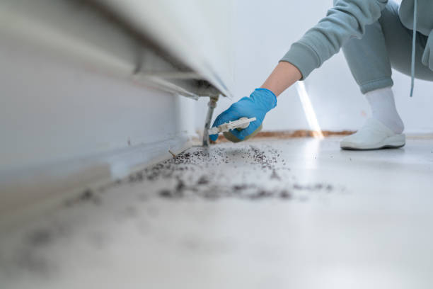 Best Local Pest Control Services  in Orange, VA
